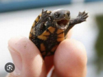 #SaveTheTurtles!
