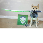 _The Doge Alliance_