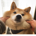 Shiba Inu group! :>
