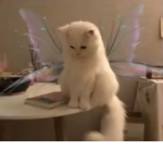 Popcats£