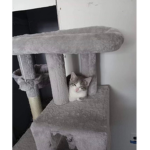CUTE CATS UNITED GROUP