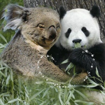 Koala Panda Pack