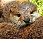 the amazing otter