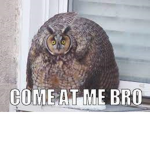 Owell's Owl Kingdom