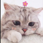 * xMeowYTx Fam! *