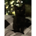 Lily M. K.