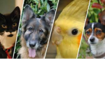 The Animal Fan club!