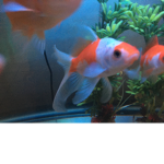 Fish Team happy fish