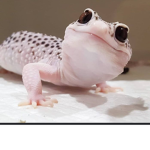 The Reptile Resistance