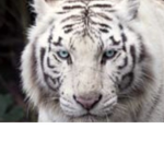 mayhem tigers