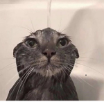 THEKITTY
