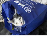 Animal squad - Sub