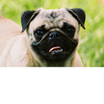 Awesome really cute pug group! 😃😃😃