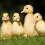 DUCKY GANG!! (awesome)
