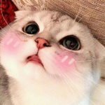 Neko kawaii