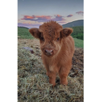I love cows!!
