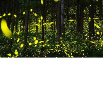 fireflies endless night 