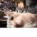 kat cat groupz