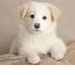 [] Fallen's Puppin' Protectors []