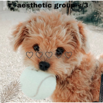 -aesthetic group- <3
