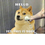 Doge Doge Doge Dogeeeeeeeeeeeeeeeeeeeeeeeeeeeeeeee