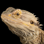 The Reptile Squad