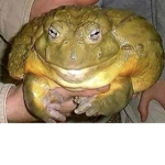 froggy nee nee nee