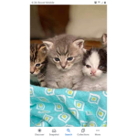 Warrior kittens (loyal group)