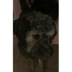 Dog to china lol
