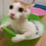 Miamow