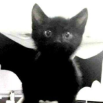 Adopt a Cat!