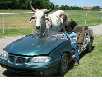 ride a cow to mcdonalds