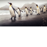 Penguin bash