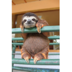 tree of sloth