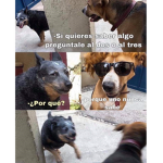 Puros momos