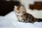 likeropcattys