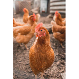 chickens vs kfc