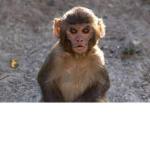 Royal Monke Army