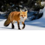 Fox_dog