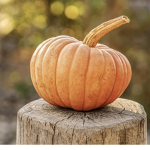 -Pumpkin Spice-