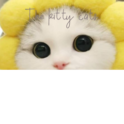 The kitty cats Sea Event