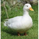 Duck kingdom quackkkkkk