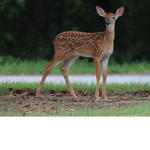 Deerz