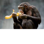 the monkeygang
