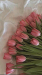 pink roses :3