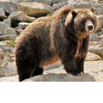 Le Gang Des Ours