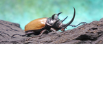 Boxing Beetle's