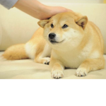 SHIBA NATION!!!