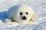 seals are good