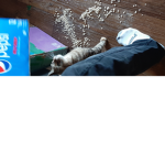 Cat is guilty 101000000